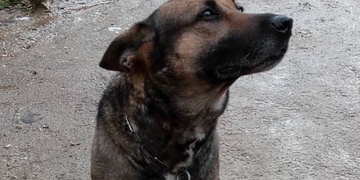 Hledáme domov pro Eli