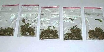 Alarmující zjištění: Z deseti zastavených studentů mělo pět u sebe drogy