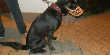 Psa přivázali a opustili v centru Plzně