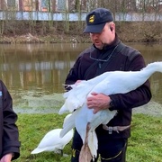 "Na Berounce je labuť a má zlomené křídlo!" volají lidé