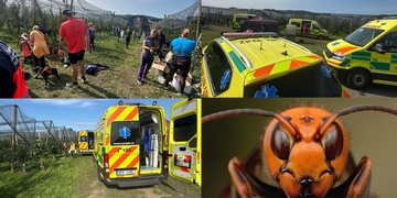 Útok rozzuřeného býka i sršňů, kteří pobodali větší množství lidí