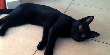 Jakub pátrá po čtyřnohém členu rodiny a prosí o pomoc