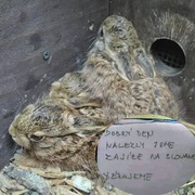 Pomozte zachránit život malým zajícům