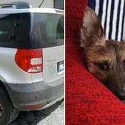 Ukradené auto se našlo i s pachatelem na Slovensku a domů se již vrátila i Fenička