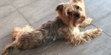 Neviděli jste Sofii?