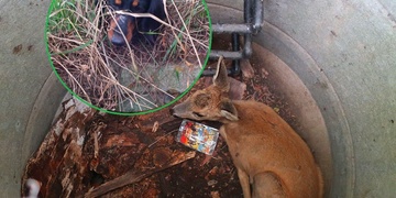 Jezevčík Kuba zachránil srnečka ve studni