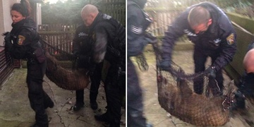 Prase vyhánělo strážníky ze zahrady