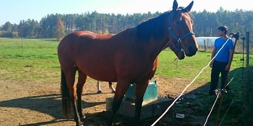 Myslivci zastřelili koně v ohradě vedle obytného domu