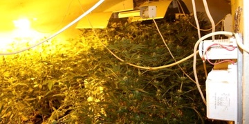 Rostlinám konopí topil kradeným plynem