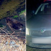 Bobr na místě nehody počkal na policisty