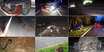 Pozor, střety se zvířaty přibývají