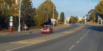 Vozidlo srazilo psa a z místa ujelo