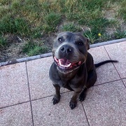 V Myslince byl nalezen Pitbulteriér