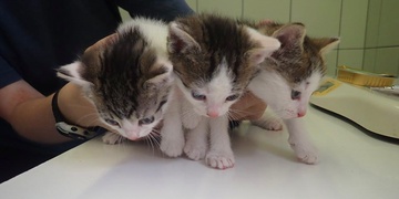 Zoufalé mňoukání z krabice