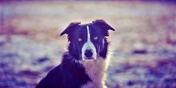 Neviděli jste Billyho?