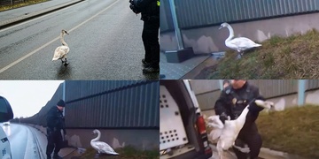 Záchrana labutě z rušné silnice