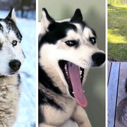 Rodina již tři týdny pátrá po huskym jménem Ace