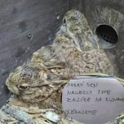 Pomozte zachránit život malým zajícům