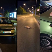 Místo pizzy málem dovezl srnu