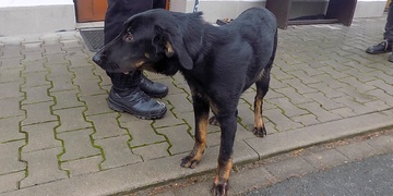 Městská policie shání majitele zraněné fenky