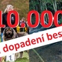 Deset tisíc korun za informaci vedoucí k dopadení žháře, který upálil pět kavkazských pasteveckých psů