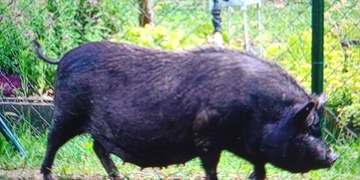 Prasátka si vyrazila na výlet