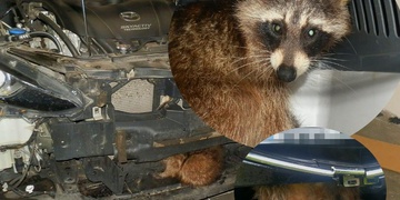 Žena autem nabrala mývala - medvídek prvotní střet přežil