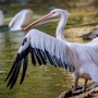 Plzeňská zoologická zahrada pátrá po pelikánovi