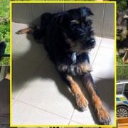 Týraná březí fenka dnes podstoupila další veterinární vyšetření