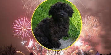 Mimi z Břízska je již doma zdravá a v pořádku - Děkujeme!