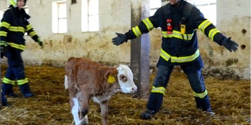 Požár kravína v Bukovci