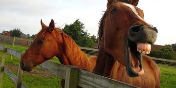 Kůň nakopal Berlingu a z místa hrdě odkráčel