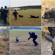 „Blbý! Blbý! Prase jedno blbý!“