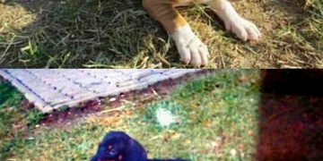 Ukradené štěně a zatoulaný jezevčík