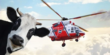 Muže napadla a zranila kráva