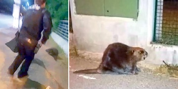 Bobři! Všude samí bobři!