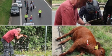 "Akce jako kráva!" - nazval ji šéf zachránců