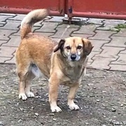 Hledáme Strašpytlíka, pomoci můžete i Vy