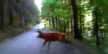 Sanitka ZZS havarovala s velkým jelenem!