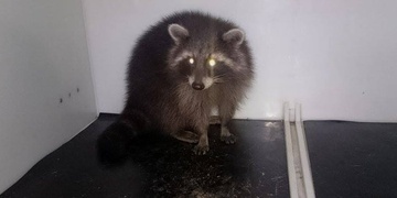 Strážníci se nenudili a lovili medvídka mývala