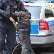 Právě teď psovod policie chytil prchajícího opilého řidiče