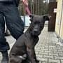 Dne 26.2.2024 byl nalezen pes v ulici Zborovská v Plzni.

