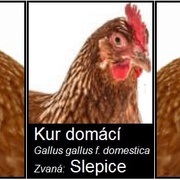 Slepice v pátrání