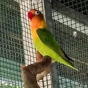 Nepostrádáte papouška?
