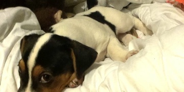 Již 15 dní rodina zoufale pátrá po Roxy, kterou cizí dívka prodávala po hospodách