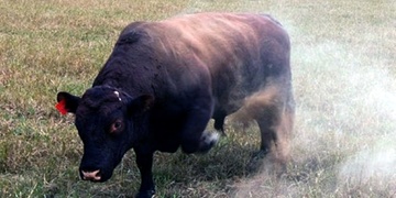 Býk napadl muže, krávy zase ženy