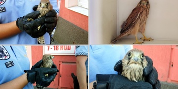 Pohotový muž zachránil z pod aut malou poštolku