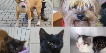 Pes údajně pokousal majitelku, nalezená koťata i pejsek z Ukrajiny