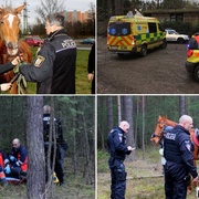 Velká záchranná akce: Kůň shodil ženu a ta zůstala bezvládná ležet neznámo kde v lese