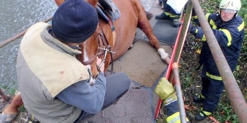 Kobylku uvízlou na lávce museli vyprostit hasiči